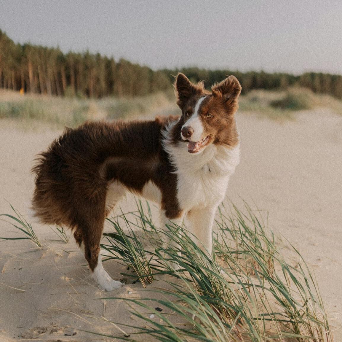 Natural Pet Care Products | Safe & Gentle by OM Botanical