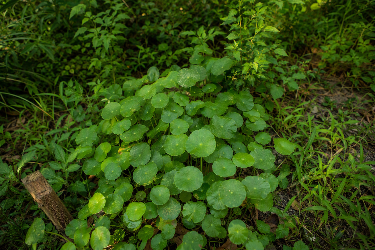 Centella Asiatica for Skin: Ancient Herb for Youthful Glow