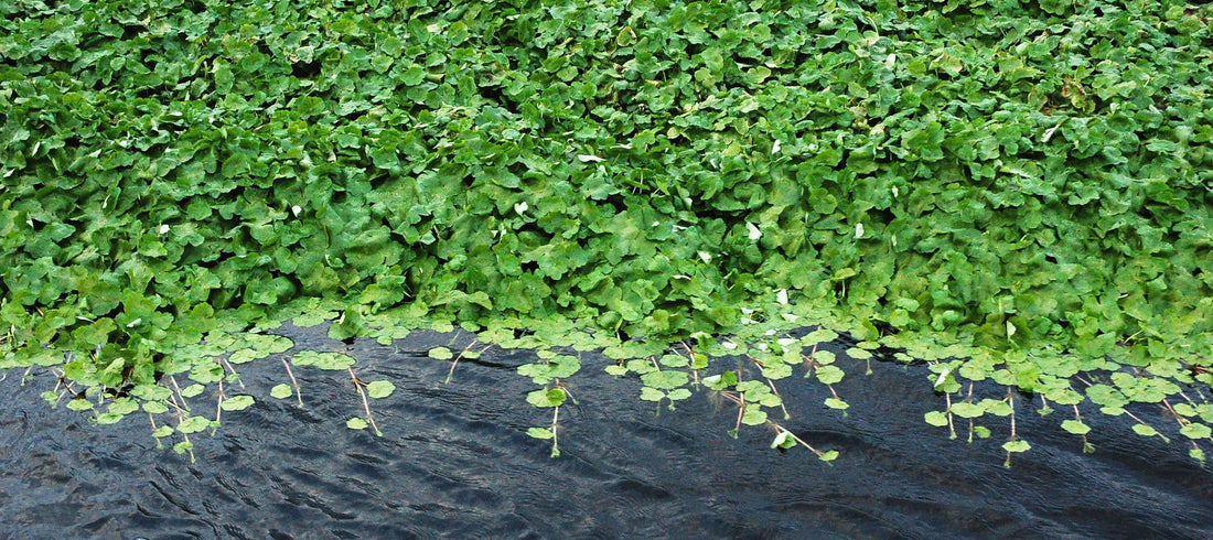 Centella Asiatica (Gotu Kola) Benefits for Skin: Nature’s Miracle Herb