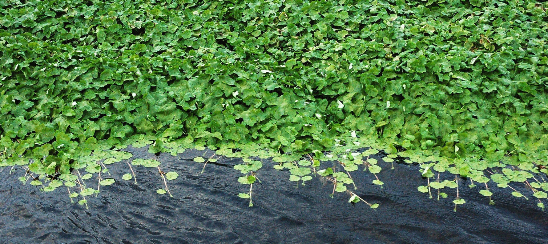Centella Asiatica (Gotu Kola) Benefits for Skin: Nature’s Miracle Herb - OM Botanical
