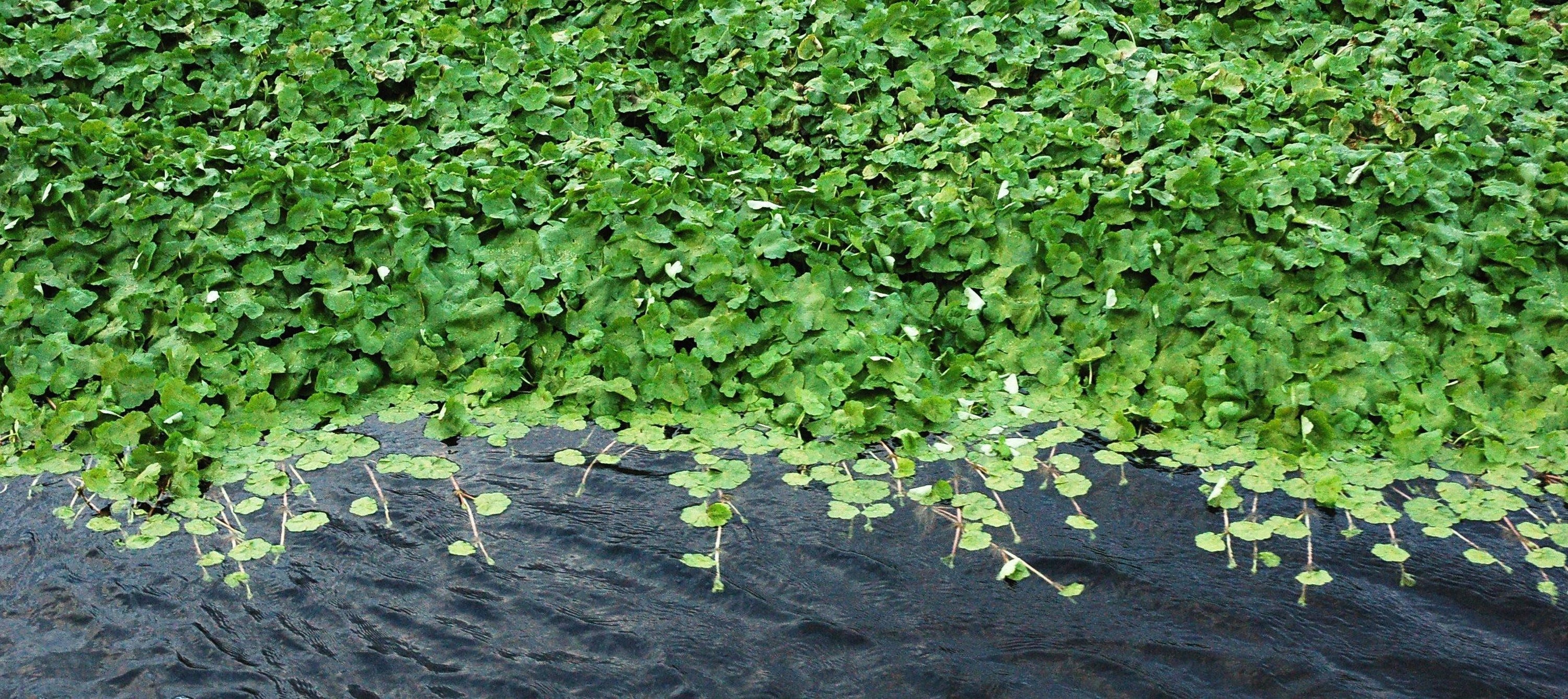 Centella Asiatica (Gotu Kola) Benefits for Skin: Nature’s Miracle Herb - OM Botanical