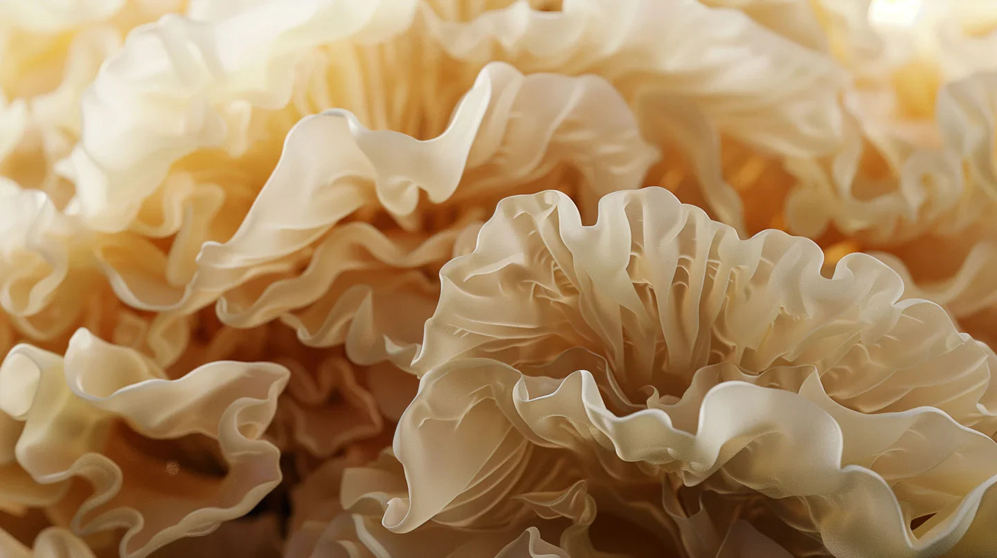 Tremella - Snow Mushroom vs HA