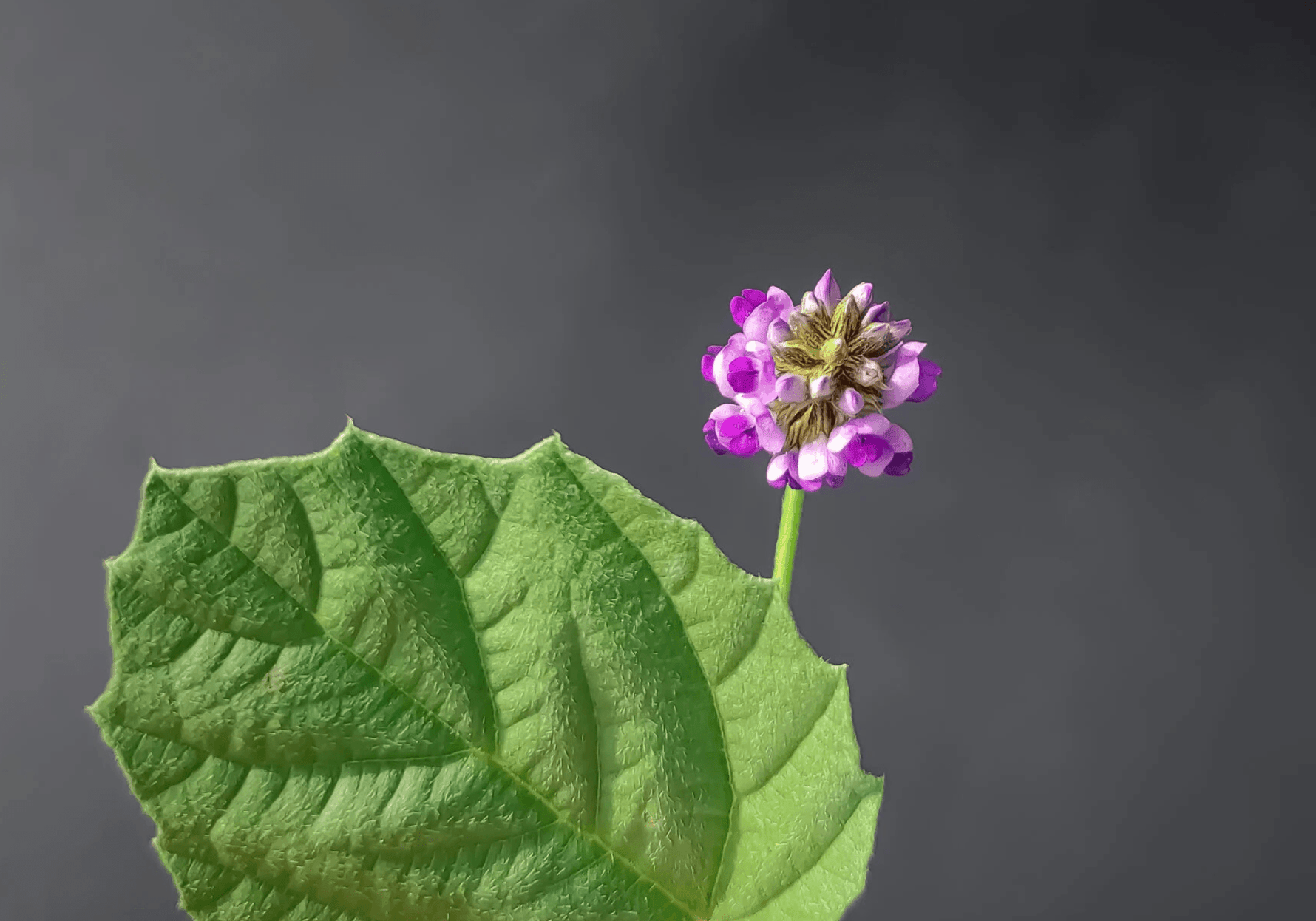 Bakuchiol: The Plant-Based Powerhouse Transforming Clean Beauty - OM Botanical
