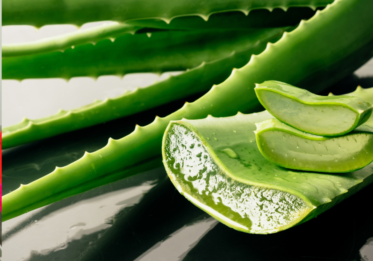 Discover Why Aloe Vera Beats Water in Skincare Moisturizers