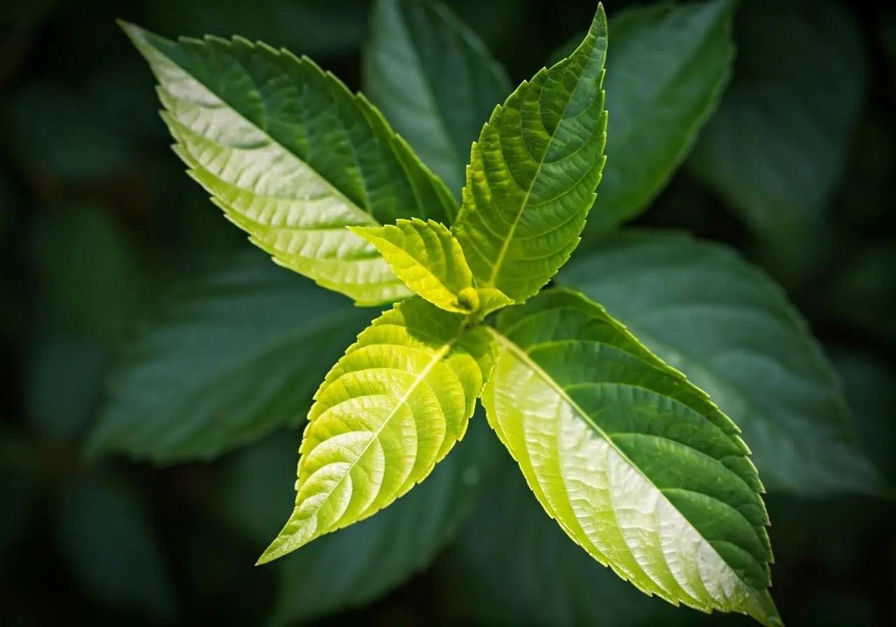 BAKUCHIOL – NATURE’S SAFER VERSION OF RETINOL - OM Botanical