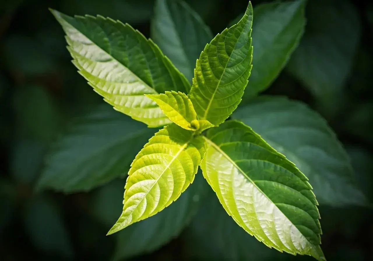 BAKUCHIOL – NATURE’S SAFER VERSION OF RETINOL - OM Botanical