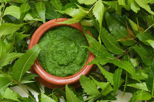 Unlocking the Wonders of Neem: An Ayurvedic Superstar - OM Botanical