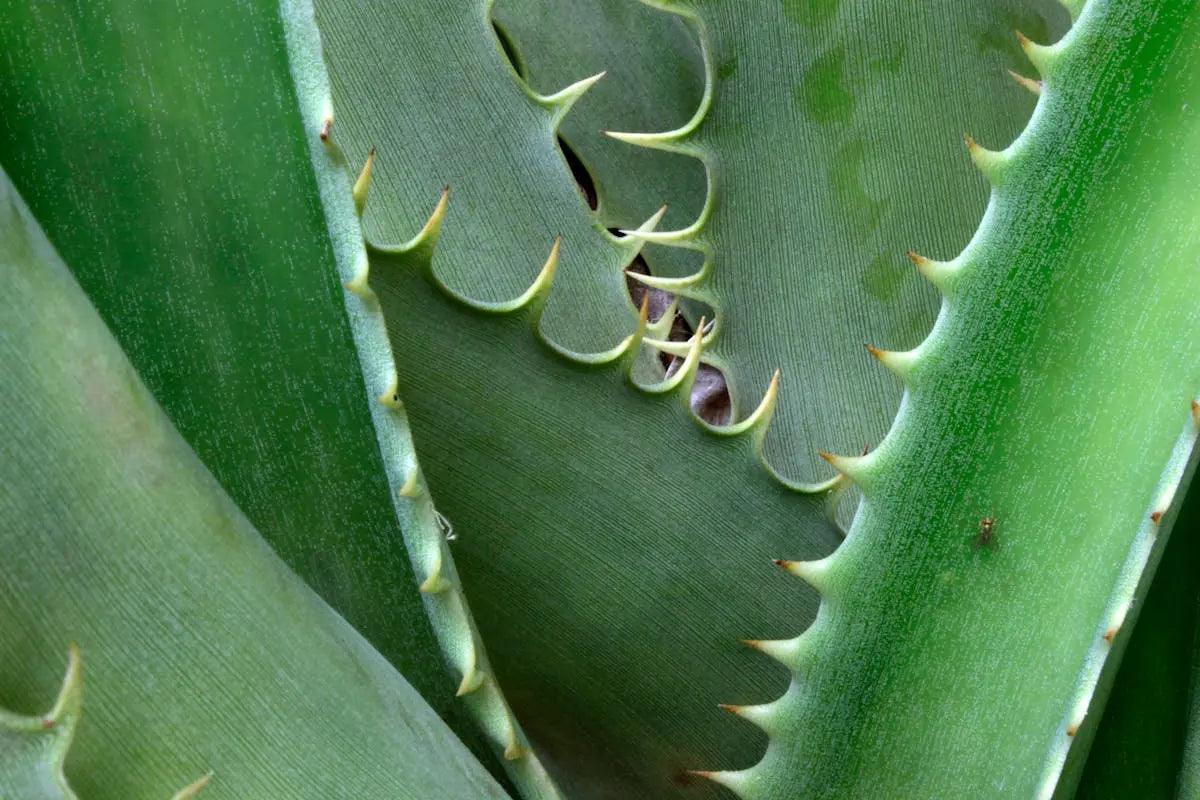Aloe Vera Juice - The Primary Ingredient in All OM Botanical Products - OM Botanical