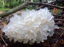 Embracing Natural Radiance with Tremella Mushroom